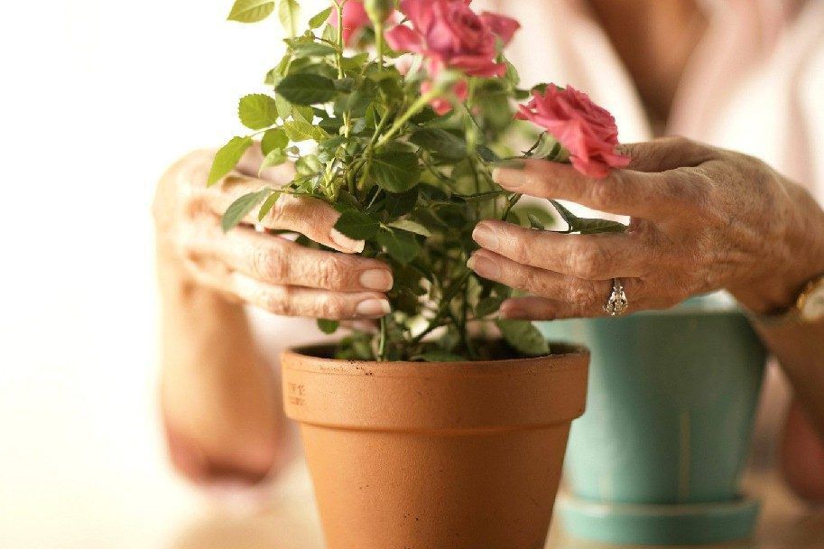 7 важливих порад щодо вирощування троянд в горщику. Ці поради допоможуть виростити красиві троянди в горщику або будь-якому іншому контейнері без особливих проблем.