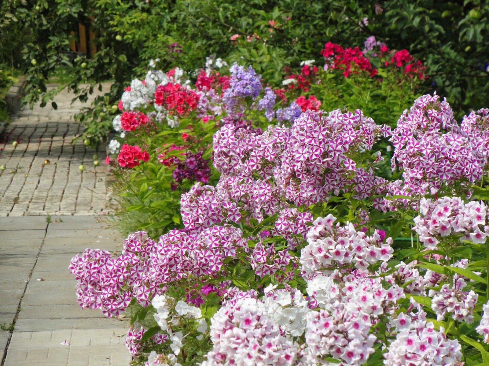 Які роботи необхідно виконати в саду, квітнику та на городі у серпні. У серпні для городників також є робота.