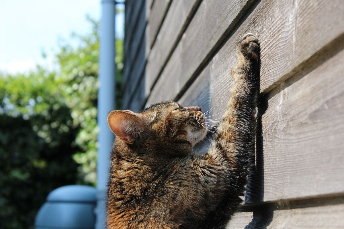 У США офіційно заборонили видаляти кігті у кішок, тепер вони можуть вільно дерти кігтями дивани, віконні рами й завіски. Нью-Йорк першим штатом в США, який заборонив цю практику.