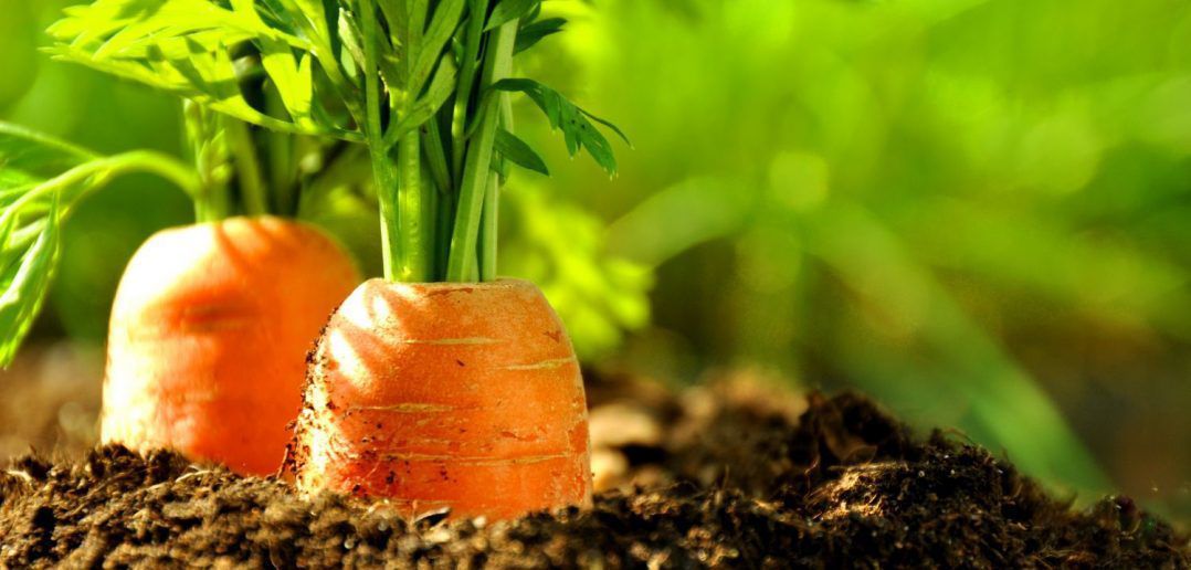 Коли найкраще збирати урожай моркви?. Ознаки дозрівання моркви.