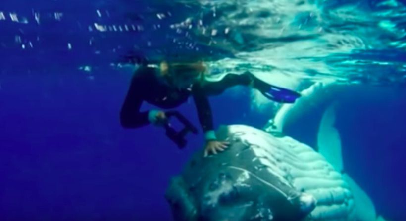 Дівчину-дайвера не відпускав на поверхню води кит, вона не відразу змогла зрозуміти в чому справа. Світу відомі сотні історій, в яких дельфіни рятують людей від утоплення.