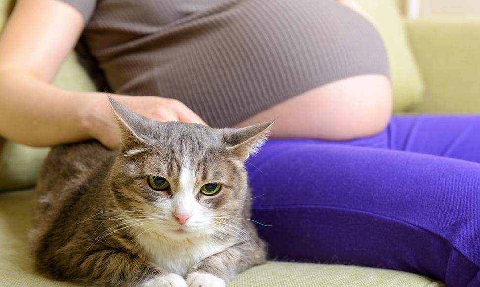 Чому вагітній жінці забороняється контактувати з кішкою?. Чим викликана така заборона?