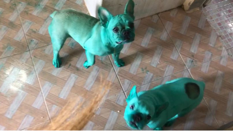 Дві собаки знайшли зелений харчовий барвник, і тепер їх не впізнати, бульдоги перетворилися на інопланетних монстрів. Господиня поділилася цим відео.