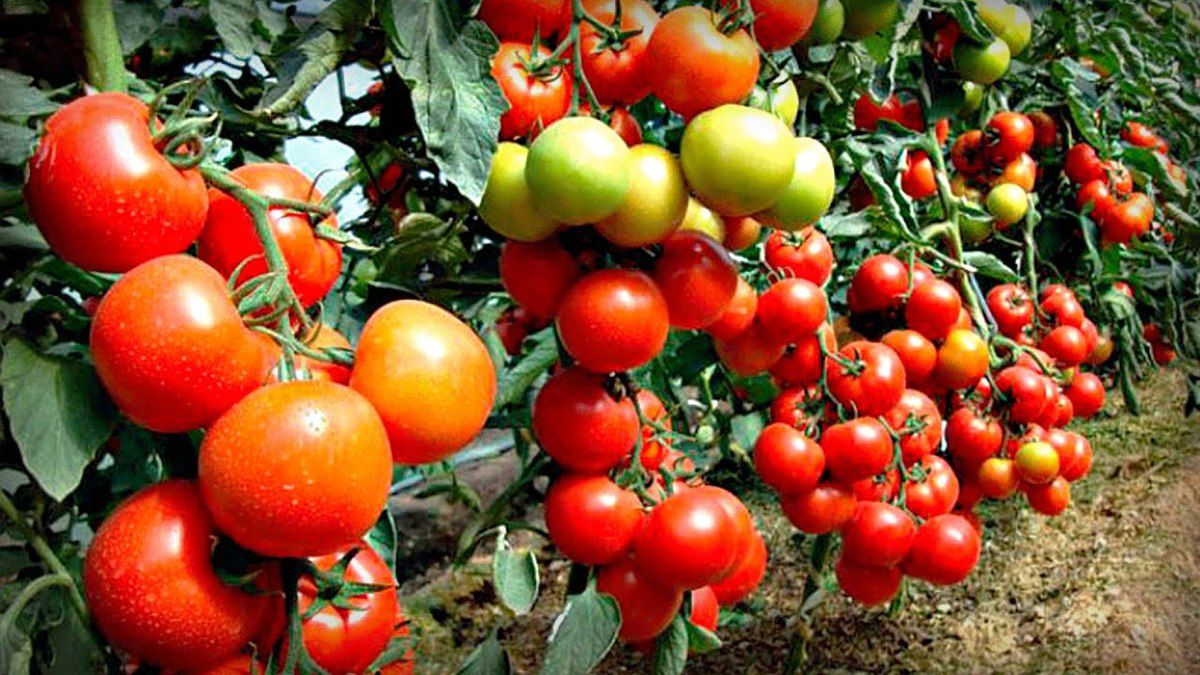 Чим удобрити помідори, щоб вони швидше червоніли і дозрівали: три дієвих підживлення. Томати необхідно підгодовувати протягом всього періоду вегетації.