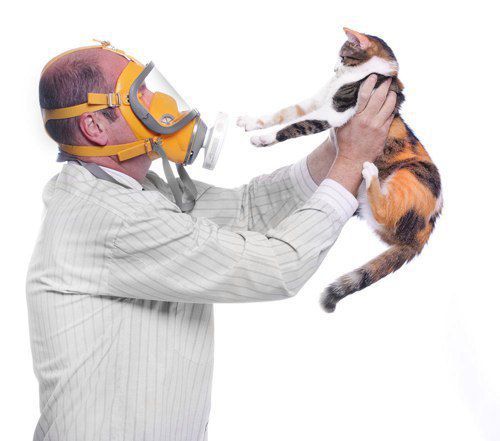 Вчені знайшли вихід, як зупинити алергію на кішок. Можливо, вже в найближчому майбутньому на полицях магазинів з'явиться котяча їжа з добавками «від алергії».