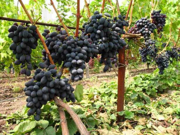 П'ять головних помилок при вирощуванні винограду. Щоб отримувати хороші врожаї винограду, треба дотримуватися простих правил.