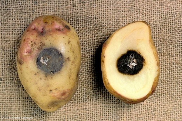 Чому чорніє картопля всередині при зберіганні. Основні причини почорніння бульб картоплі. Які несприятливі фактори найбільш небезпечні? Як не допустити гниття?
