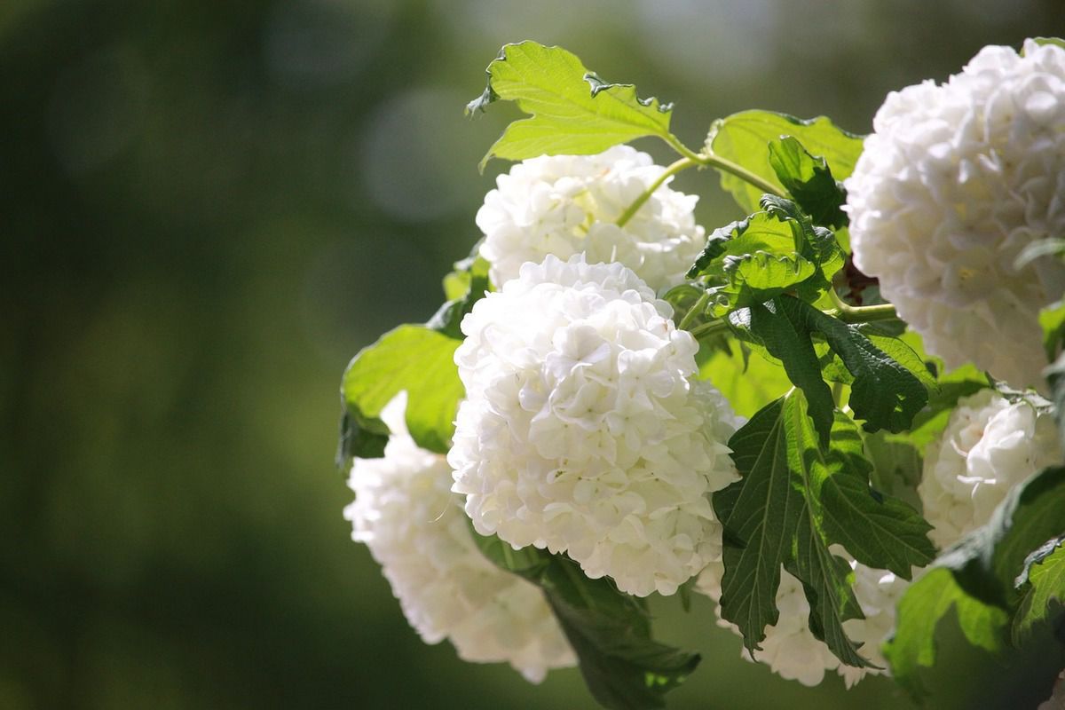 Обрізка гортензії після цвітіння: період, етапи, технологія. Обрізка гортензії після цвітіння вважається обов'язковою щорічною процедурою, оскільки вона стимулює цвітіння і формує крону куща.