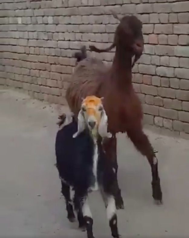 У соцмережі опублікували кумедне відео в якому кози йдуть незвичайною ходою. «Танцююча» хода кіз умилила Мережу.
