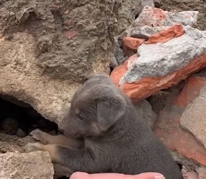 Історія порятунку собачки із завалів після землетрусу. Малюк кликав на допомогу з усіх сил і був врятований.