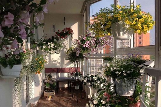 Кімнатні рослини для балкона на сонячній стороні. Для того, щоб у вас на балконі з'явився квітник, необхідно точно знати, які рослини будуть на ньому рости, а які – ні.
