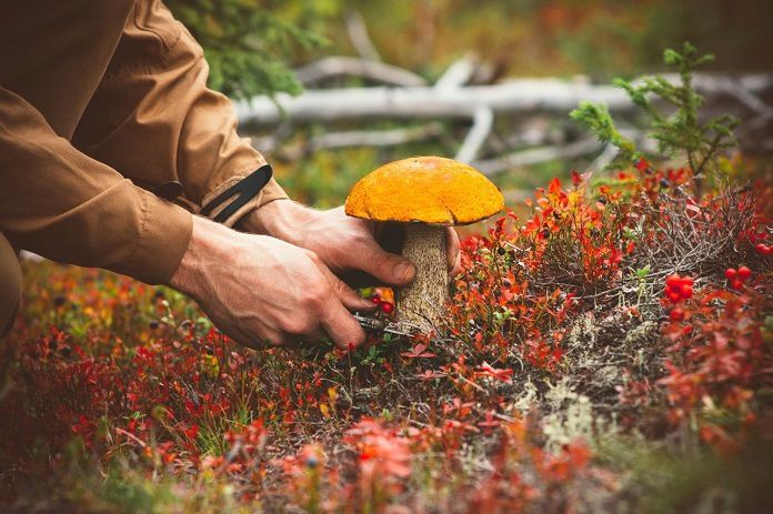 В ліс по гриби: що потрібно знати недосвідченому грибнику. Якщо ви зібралися по гриби, незайвим буде вивчити інформацію, як виглядають їстівні та неїстівні гриби.