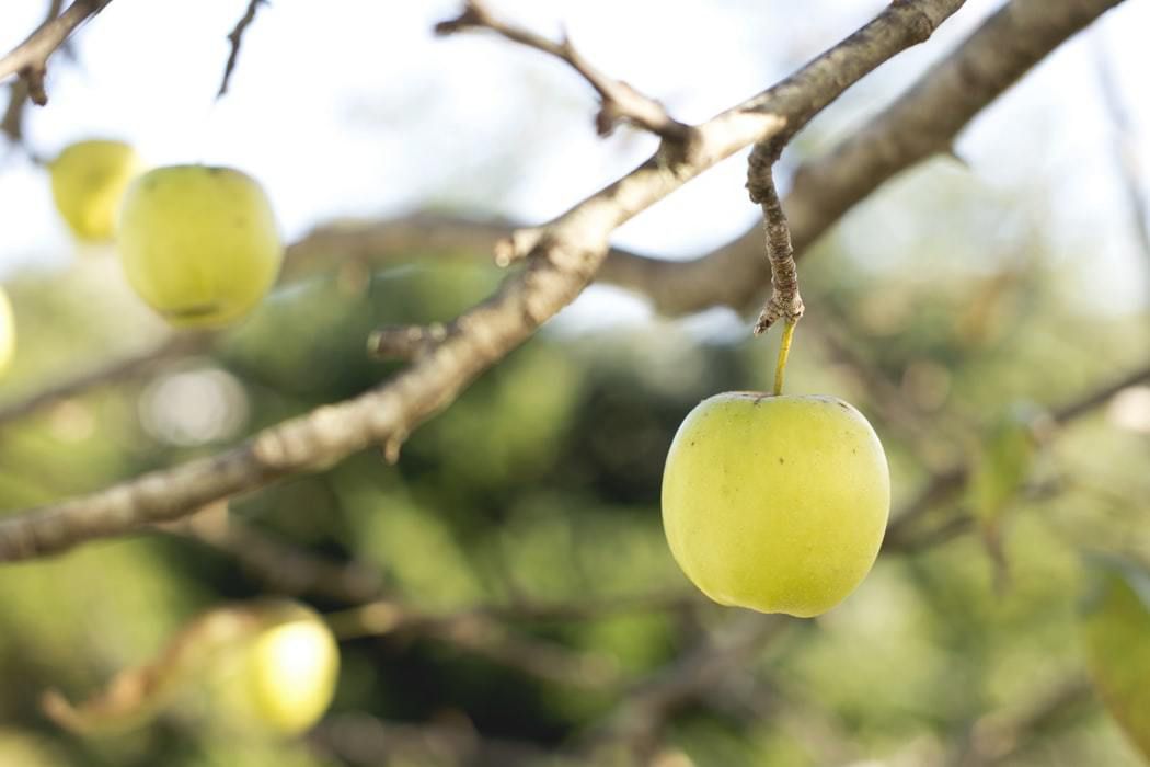 Підгодівля яблунь влітку. Немає культури популярнішої серед садівників, ніж яблука.