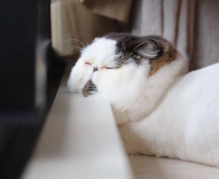 Зуу — кіт, який виглядає так, наче прокинувся від будильника вранці понеділка. Дивлячись на нього вам захочеться спати.