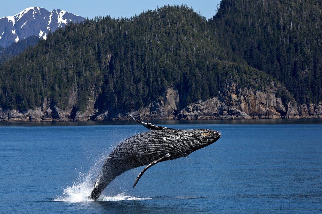 Популяція північного гладкого кита за два місяці знизилася на 2%. Вісім північних гладких китів із 400, які залишилися у світі, були знайдені мертвими за два місяці моніторингу.