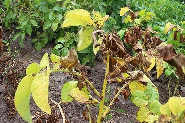 Хвороби листя картоплі: симптоми, причини та методи боротьби