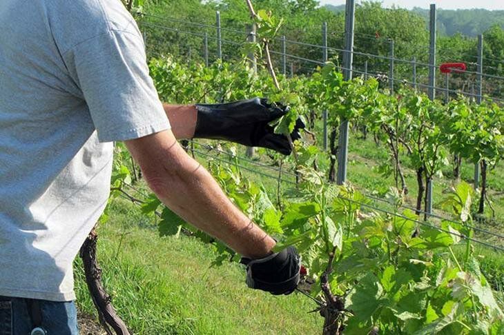 Важливі поради досвідчених виноградарів щодо проведення літньої обрізки винограду. Після такої процедури врожай винограду буде кращим.