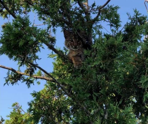 Поліцейський побачив на дереві кота і вирішив його врятувати, але виявилося, що це справжній хижак. Кошеня, що сиділо на дереві, виявилося дитинчам рисі, яке хотіло поласувати котлетами.