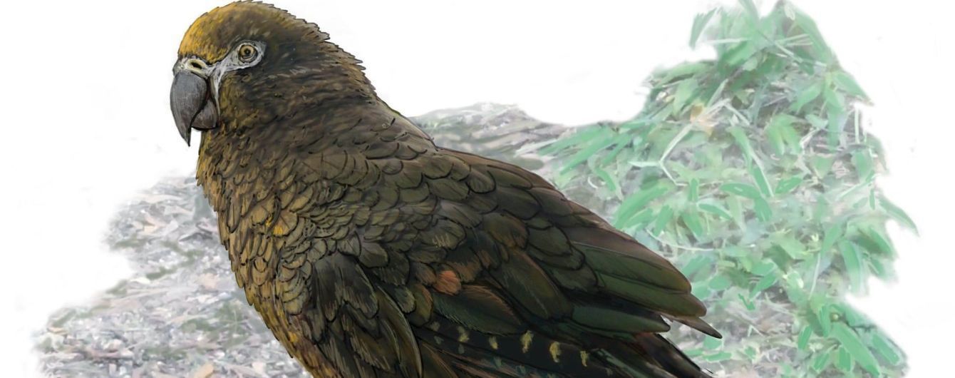 В Новій Зеландії палеонтологами знайдені останки гігантського папуги. Вчені відкрили новий вид і рід папуг — найбільших із відомих сучасній науці.