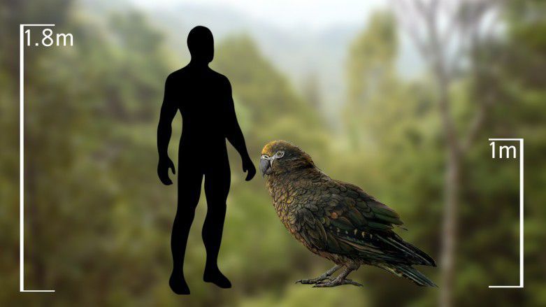 В Новій Зеландії палеонтологами знайдені останки гігантського папуги. Вчені відкрили новий вид і рід папуг — найбільших із відомих сучасній науці.