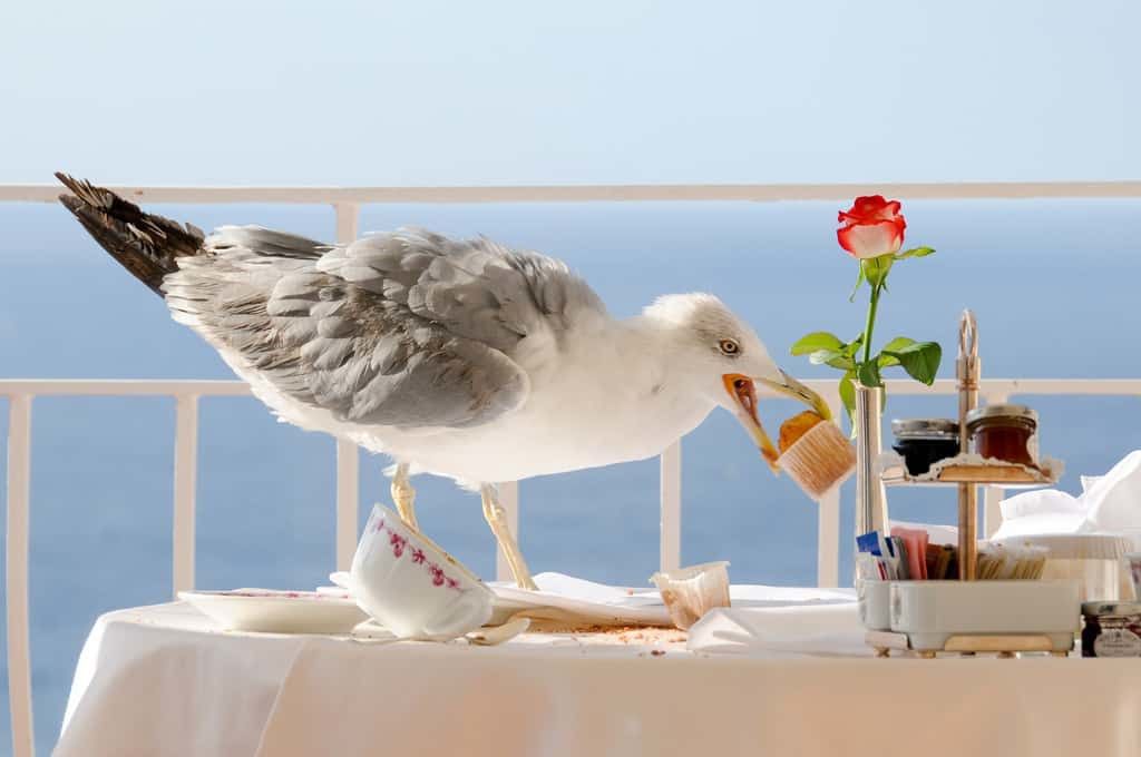Британці знайшли незвичний лайфхак: тепер чайки бояться красти їжу у людей. Чайок відлякує людський погляд.