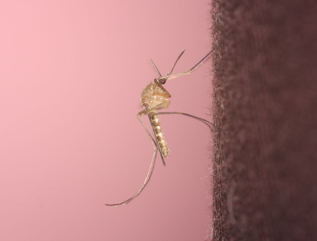 Вчені стверджують, що комарі відчувають кров по запаху, і 1 група – їх улюблена. Дослідники також говорять про існування ще деяких причин, які пояснюють схильність деяких людей до укусів цих комах.