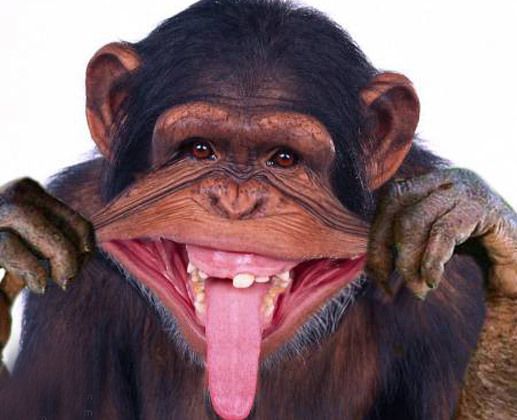 У Мережі з'явилося кумедне відео, в якому мавпа економить воду в місті. Поведінка мавпи в індійському місті Вріндаван призвела користувачів Мережі в захват.