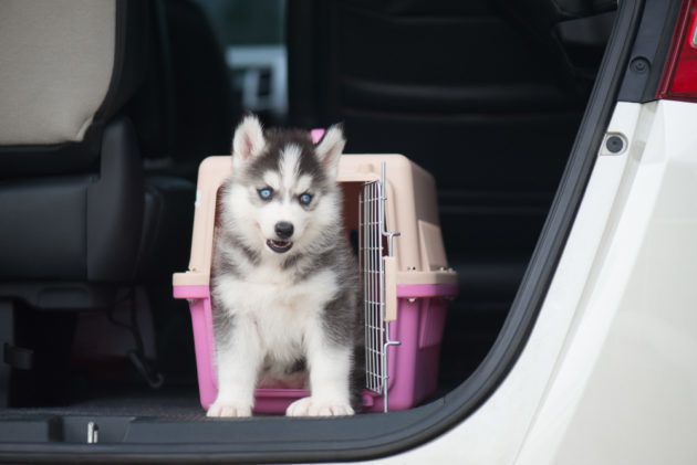 Як зробити подорож з собакою в авто комфортною та безпечною. Поради професійних кінологів і заводчиків.