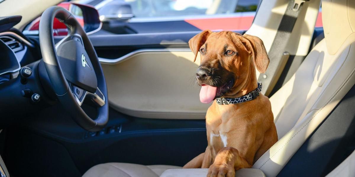 Як зробити подорож з собакою в авто комфортною та безпечною. Поради професійних кінологів і заводчиків.