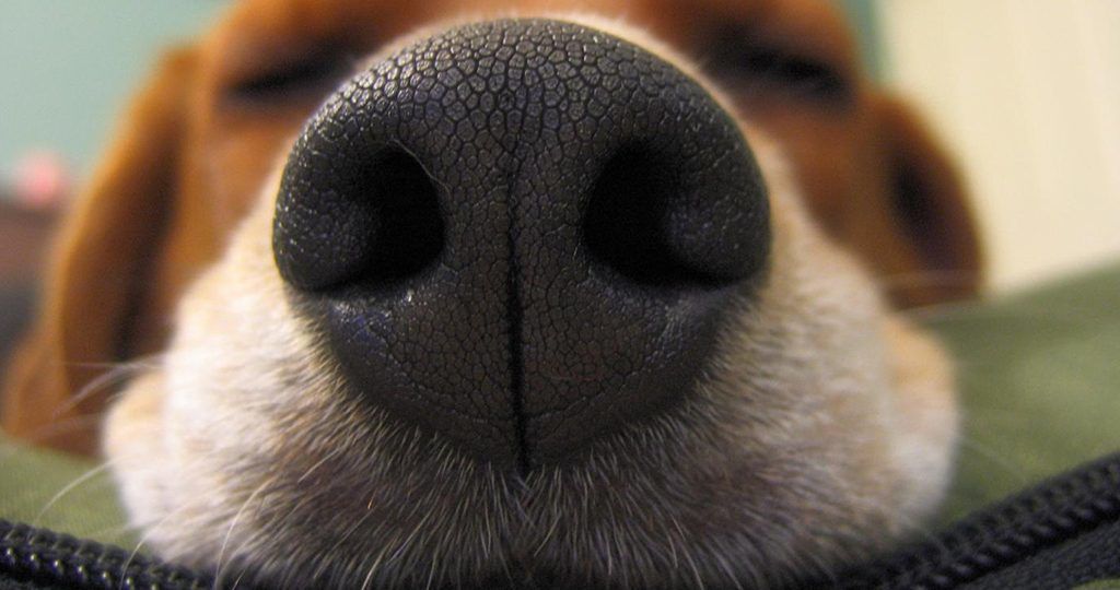 Нова технологія пошуку собак із використанням відбитку їх носа. Технологія має шанс на життя.
