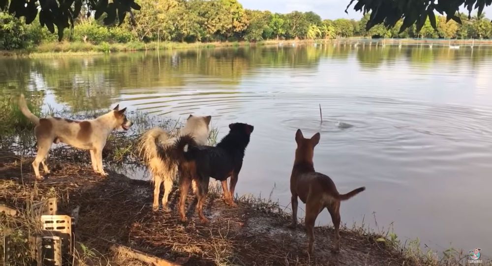 Реакція цих собак на "зникнення" господаря безцінна — смішне відео. Дивіться забавний ролик.