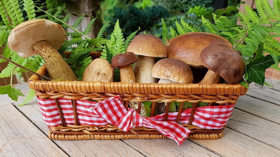Найкорисніші види грибів: 5 делікатесів, які захистять від раку, продовжать молодість і повернуть здоров'я. Про користь грибів відомо багато, в них дуже багато білка, вони дуже поживні, хоча важко засвоюються.