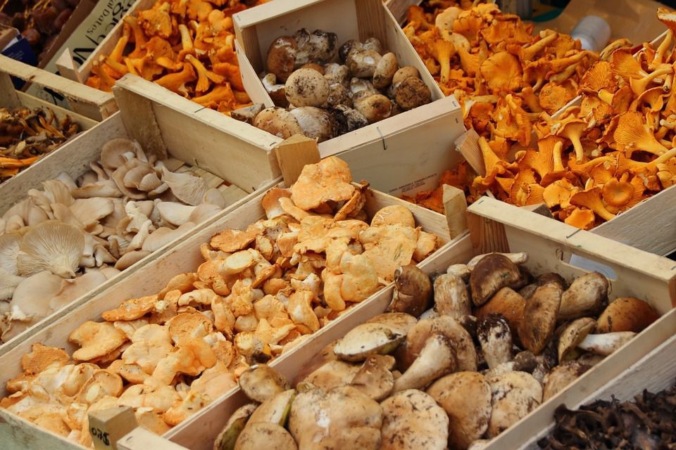 Значення грибів для організму