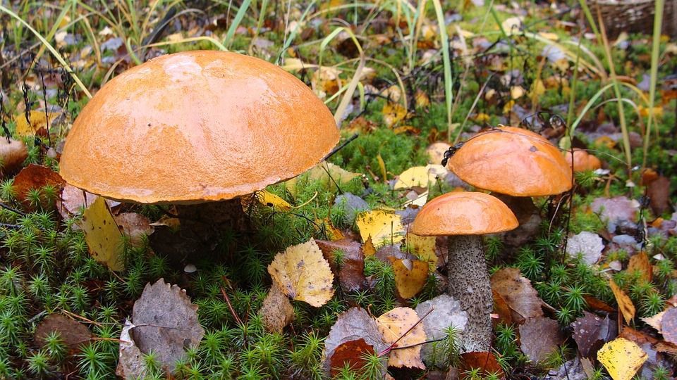 Найкорисніші види грибів: 5 делікатесів, які захистять від раку, продовжать молодість і повернуть здоров'я. Про користь грибів відомо багато, в них дуже багато білка, вони дуже поживні, хоча важко засвоюються.