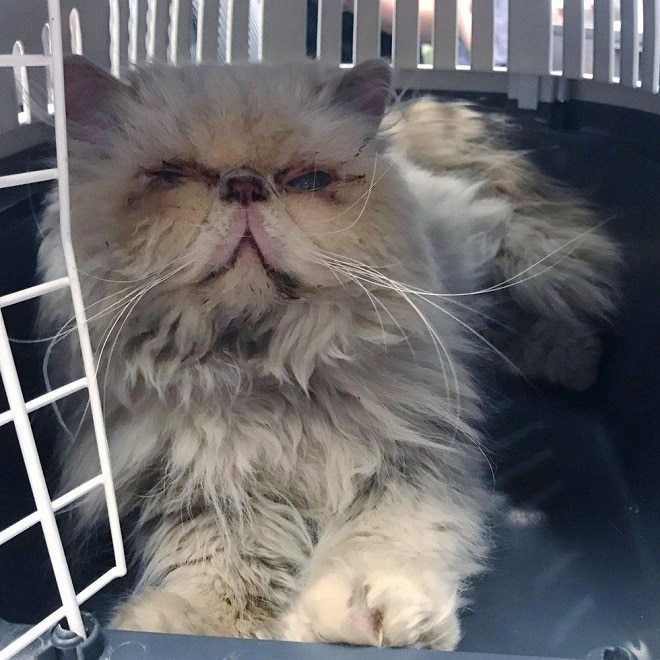 Дівчина знайшла бездомну перську кішку, яка ховалася в кущах, виявилося вона була не одна. На щастя, на її пост відгукнулися добрі люди і кішечці допомогли.
