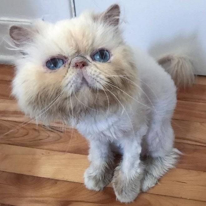 Дівчина знайшла бездомну перську кішку, яка ховалася в кущах, виявилося вона була не одна. На щастя, на її пост відгукнулися добрі люди і кішечці допомогли.