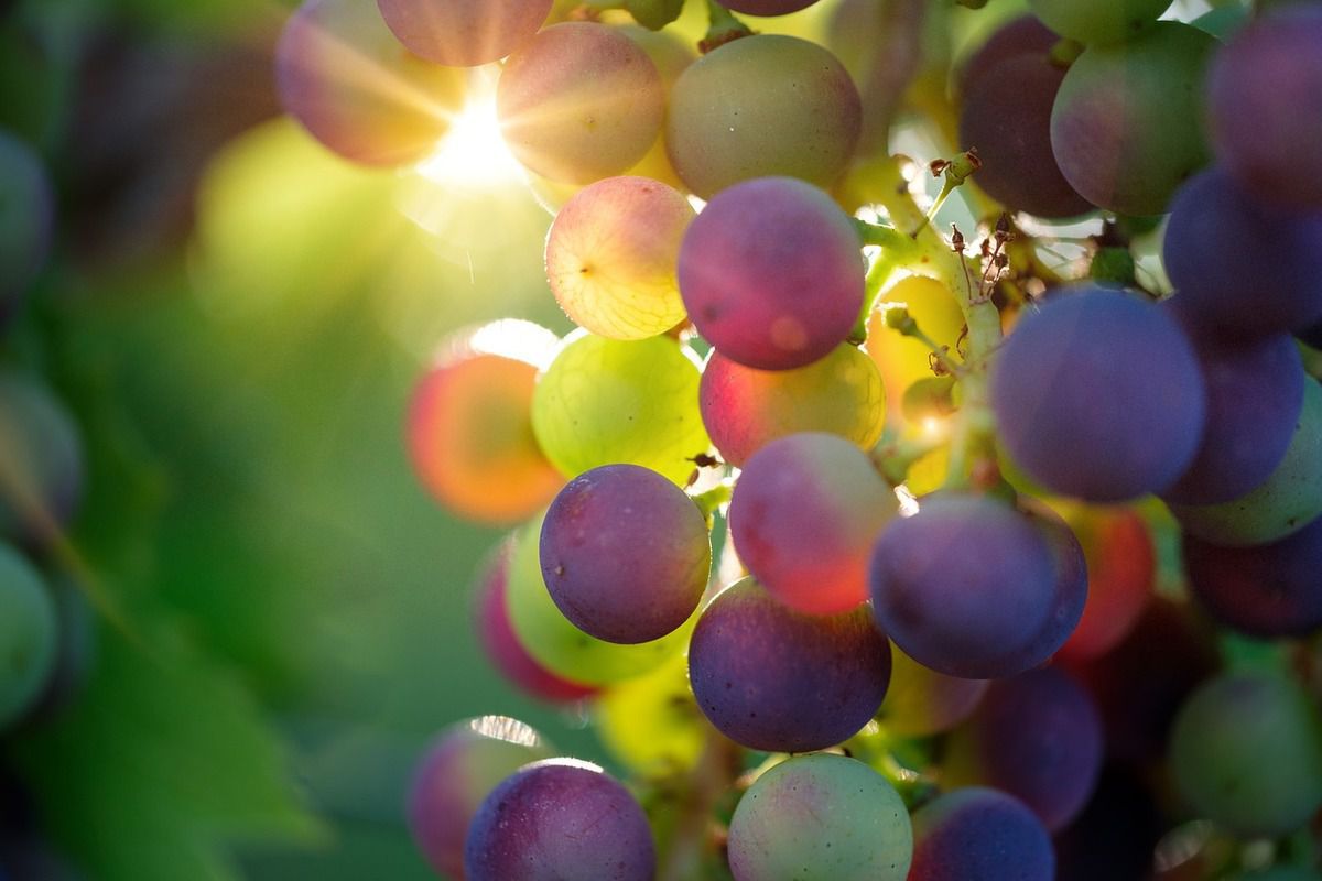 Українці створили дивовижний виноград. У Національному науковому центрі "Інститут виноградарства і виноробства ім. Василя Таїрова" офіційно зареєстрували безнасінний, тобто без кісточок, сорт винограду Кишмиш таїровський.