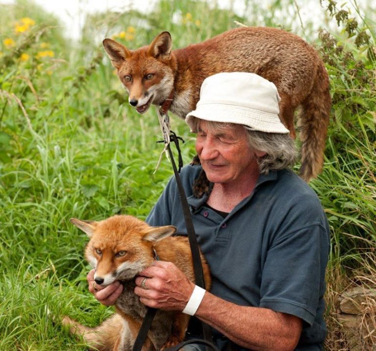 Чоловік врятував двох лисиць, і тепер вони його обожнюють. Ірландець Петсі Гіббонс колись врятував двох лисенят і з того часу вони нерозлучні.