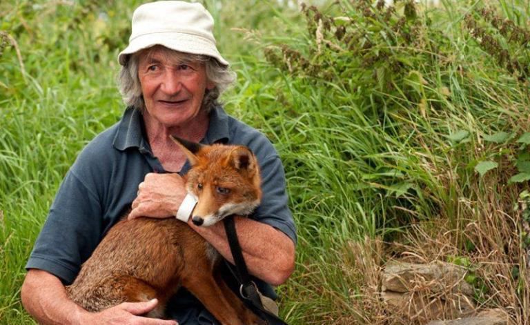 Чоловік врятував двох лисиць, і тепер вони його обожнюють. Ірландець Петсі Гіббонс колись врятував двох лисенят і з того часу вони нерозлучні.