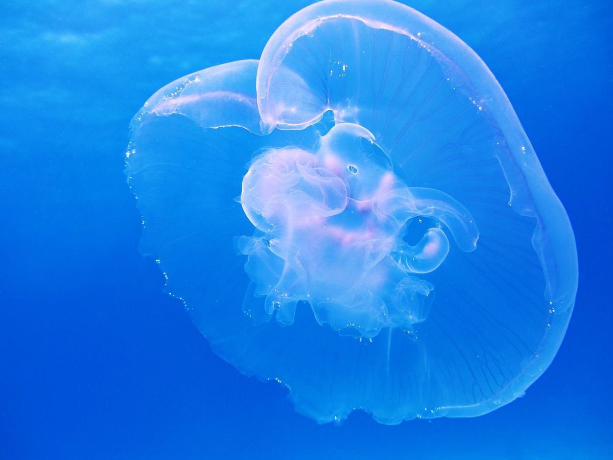 Біля берегів Англії була виявлена гігантська медуза. На узбережжі Великобританії була помічена медуза, розміром з людський зріст.