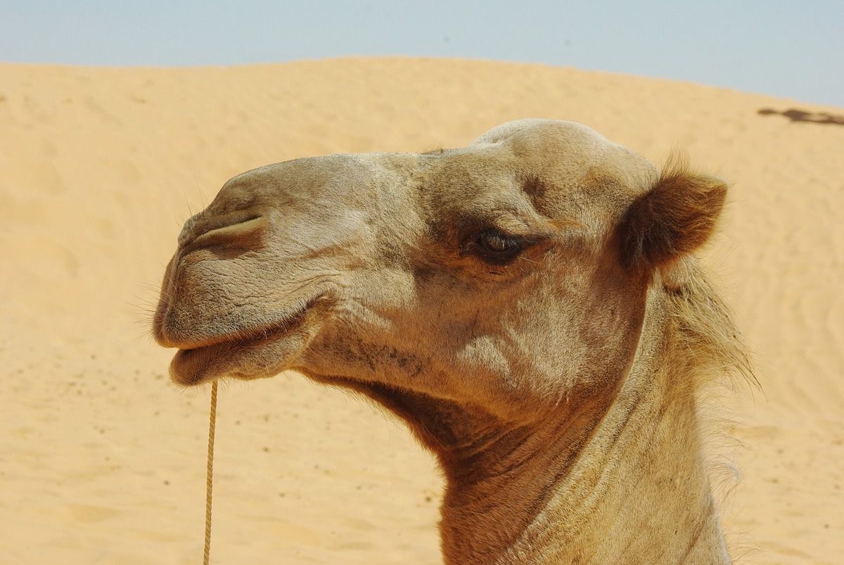 Чому верблюдам не заважає пісок, що летить в очі?. Верблюди є унікальними тваринами, організм яких пристосований до проживання в екстремальних умовах.