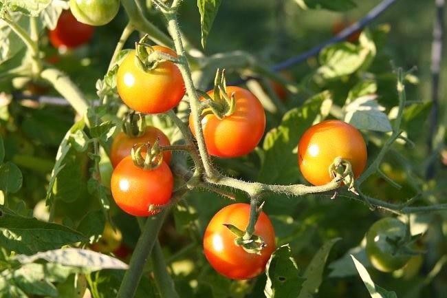 Як правильно підв'язати помідори: 5 способів. Помідори підв'язуються кількома способами.