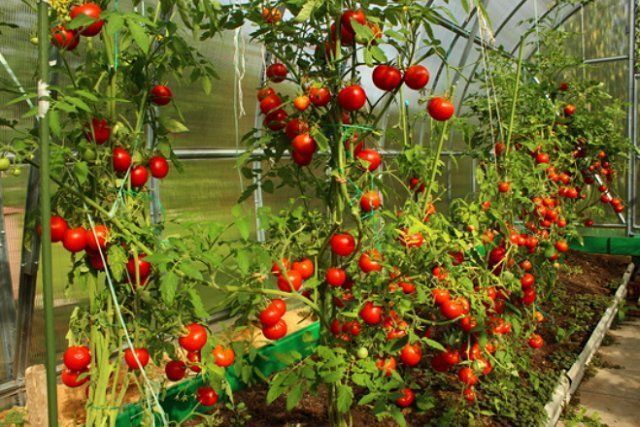 Як правильно підв'язати помідори: 5 способів. Помідори підв'язуються кількома способами.