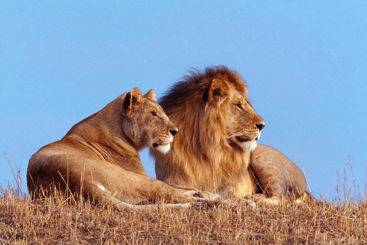 Леви з неймовірною швидкістю зникають з дикої природи. Леви зникли з 95 відсотків свого історичного ареалу.