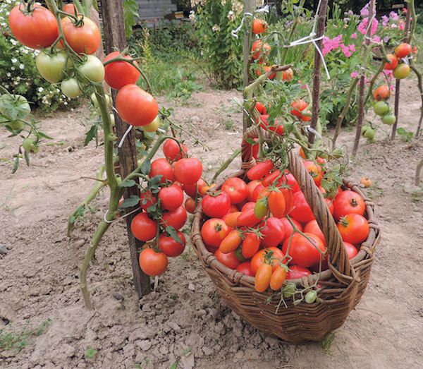 Навіщо потрібно роздягати помідори догола. Не секрет, що якщо у помідорів видалити листя, то вони загинуть.