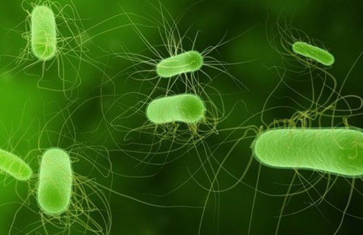 Вчені вивели мікроб, що свідчить про походження життя. Біологи вперше зловили і виростили невловимий вид бактерій, схожий на той, який міг створити складне життя на нашій планеті.