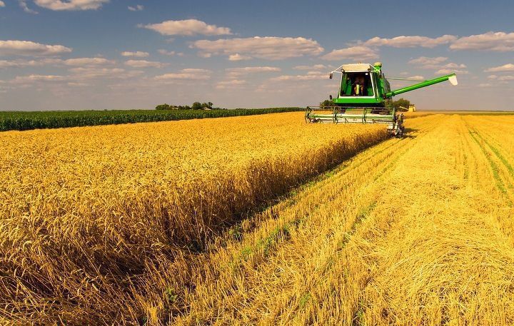 В Українській зерновій асоціації сподіваються на рекордний урожай зернових та олійних культур. Найбільш оптимістичними є очікування врожаю та експорту кукурудзи.