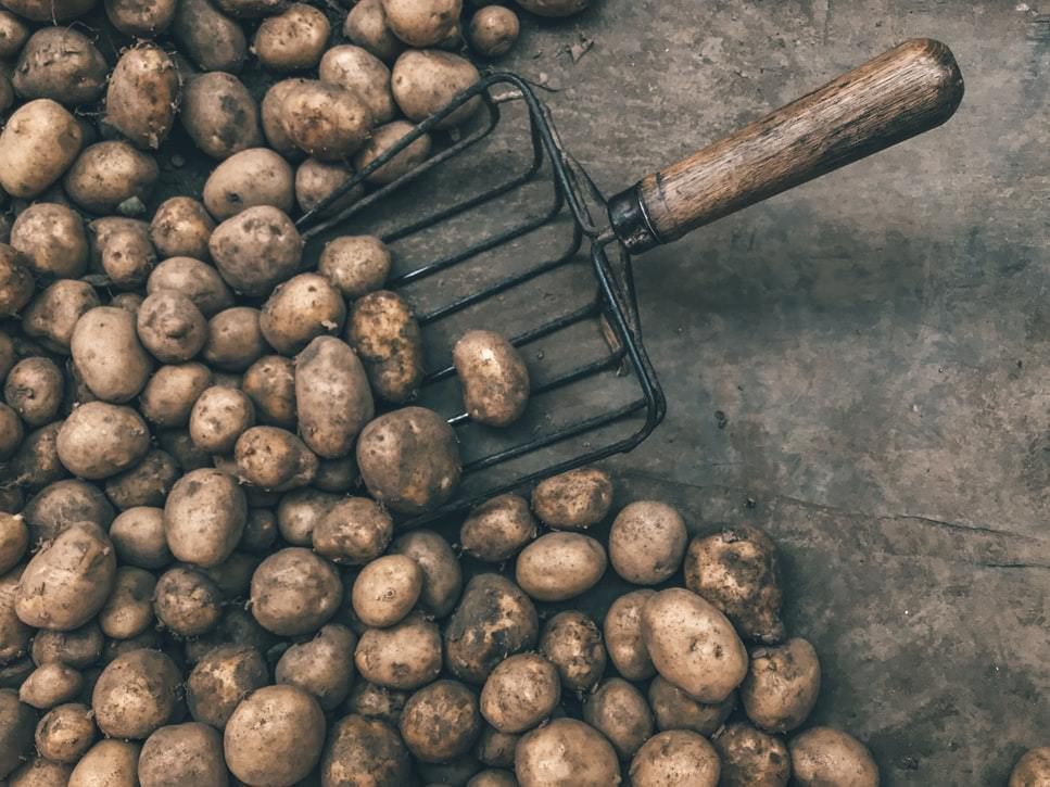 Коли копати картоплю в 2019 році: сприятливі дні в серпні 2019 за Місячним календарем