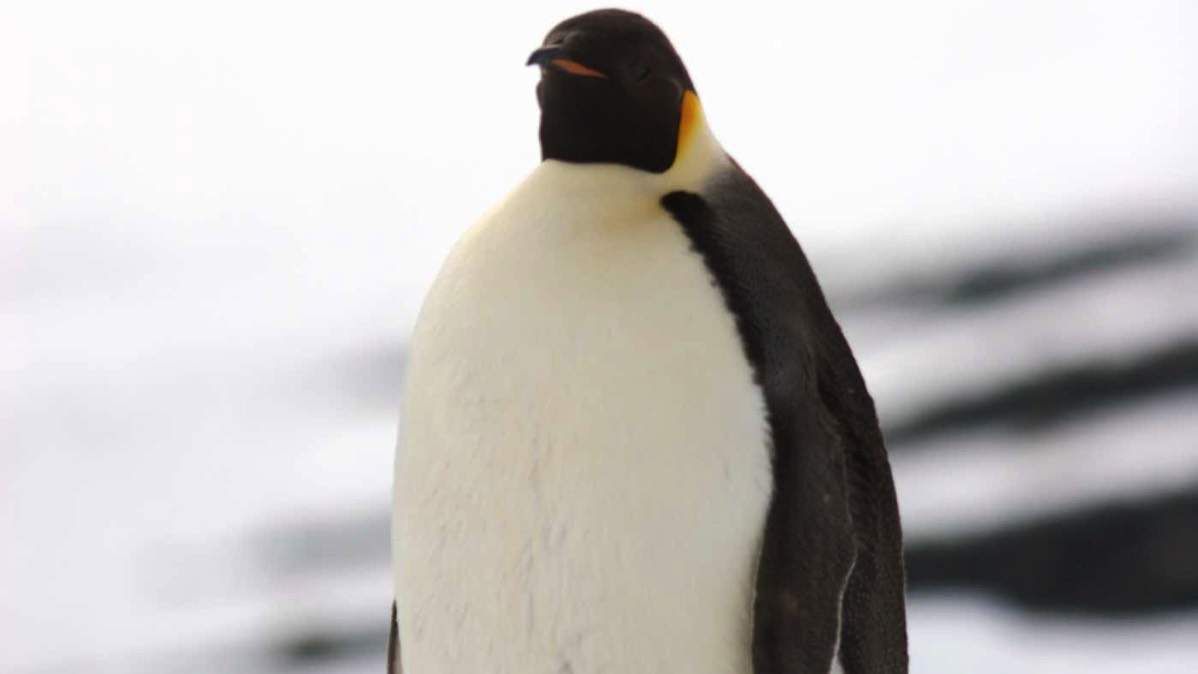 Вчені знайшли останки гігантського пінгвіна. Знахідку виявили в Новій Зеландії.