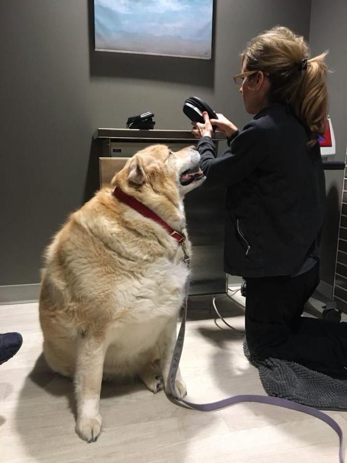 Власник приніс свого розтовстілого ретривера у ветеринарну клініку, щоб його позбавити життя, але ветеринар врятував життя собаці. Це історія про те, як пес зміг схуднути. Тепер він у відмінній формі і має люблячу сім'ю.
